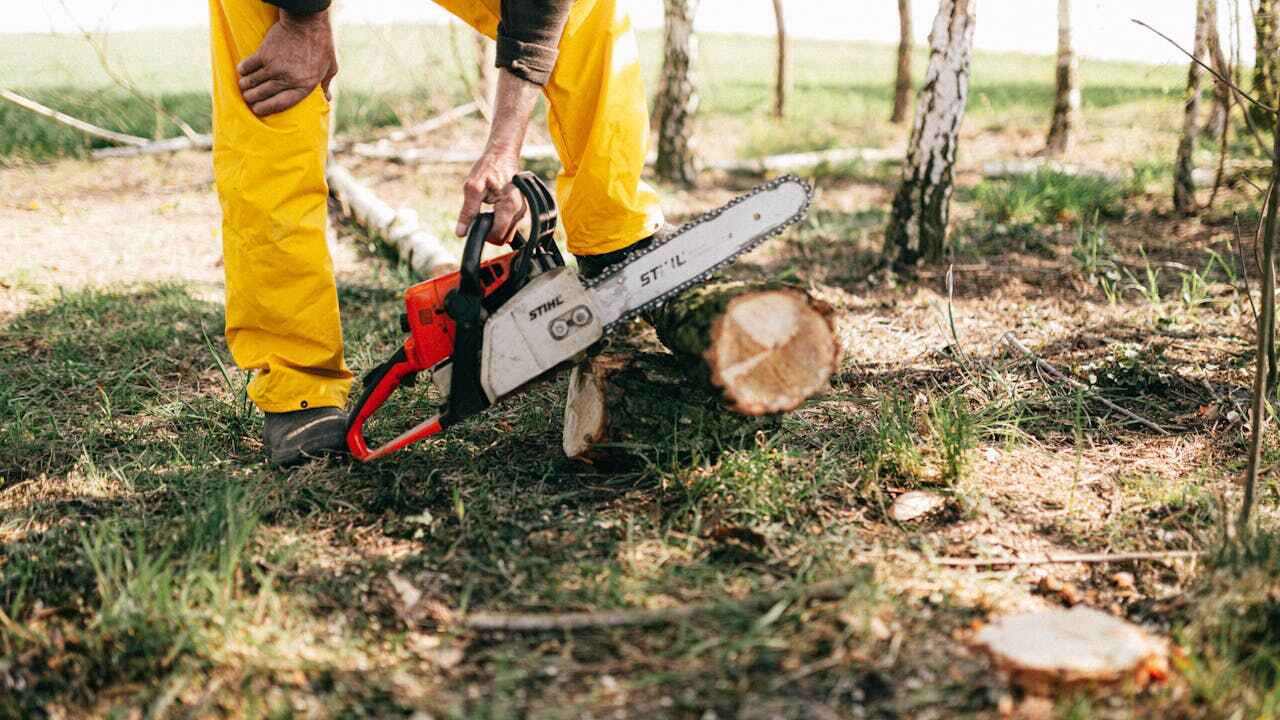 Best Tree Cutting Near Me  in Sunrise, FL